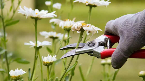 Prune and space your Plants to improve airflow