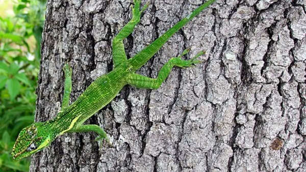 The knight anole