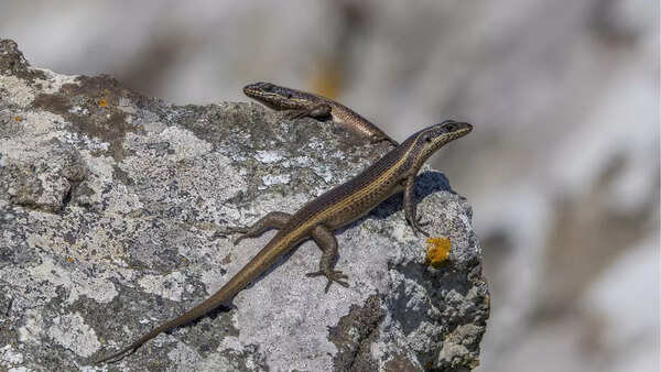 Skinks