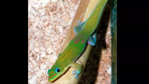 Geckos