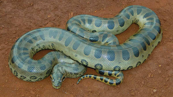Green anacondas
