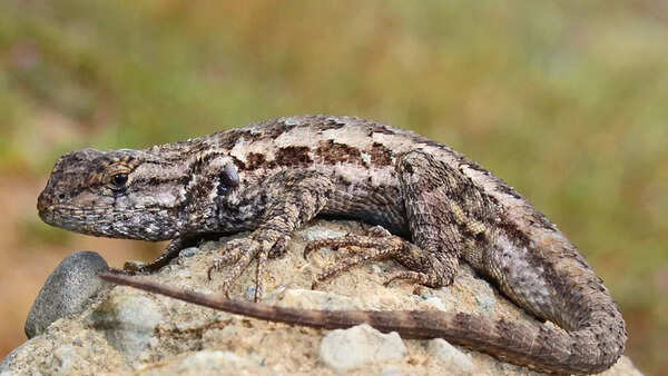 Western fence lizard