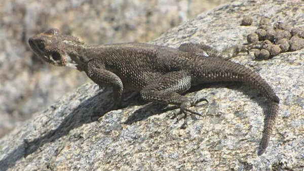 Mwanza flat-headed rock agama