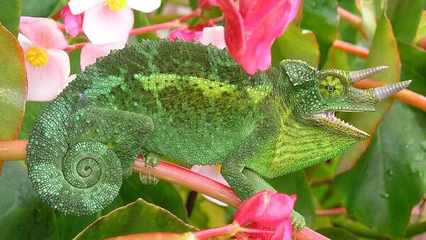 Jackson's chameleon