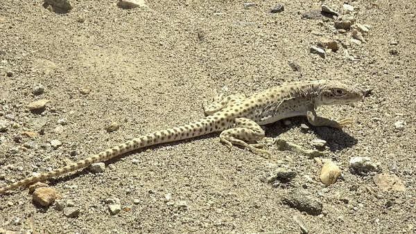 Leopard lizard