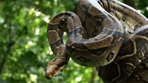 Boa constrictors