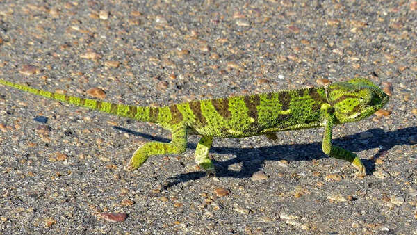 Flap-necked chameleon