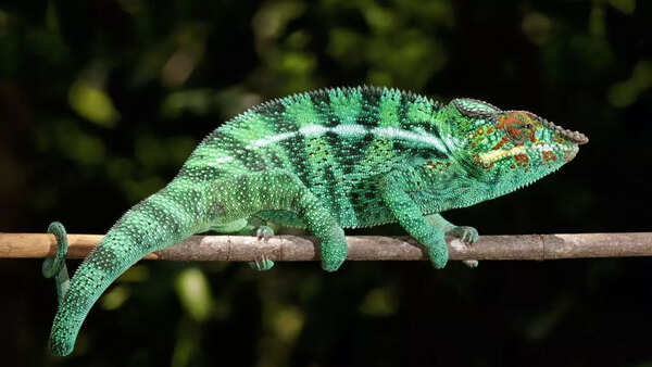 Panther chameleon