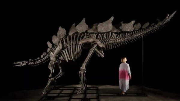 Source: Sotheyby's Dinosaur skeleton from the Jurassic period also in auction
