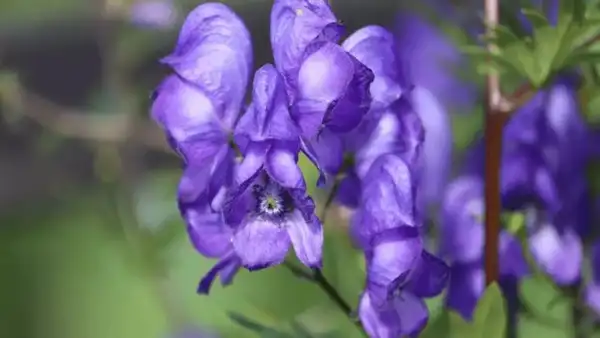 Monkshood (Aconitum)