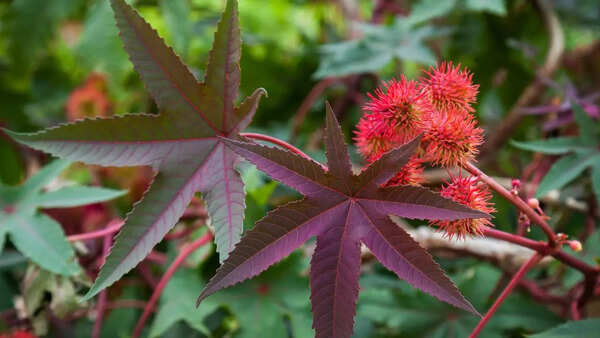 Castor Bean Plant (Ricinus communis)