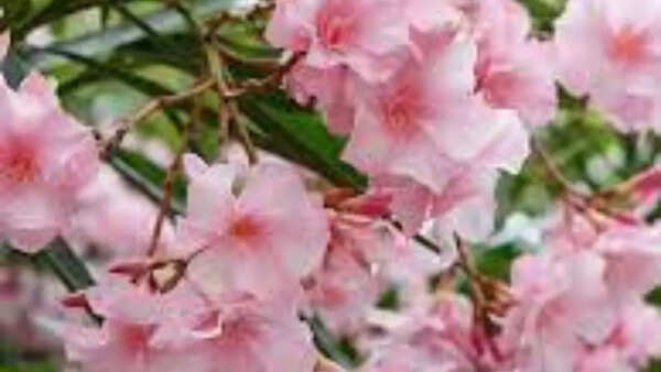 Oleander (Nerium oleander)