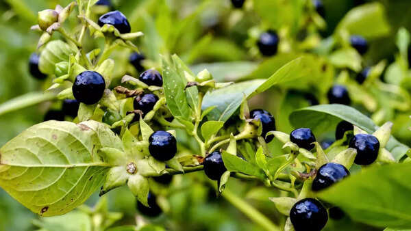 Belladonna (Atropa belladonna)