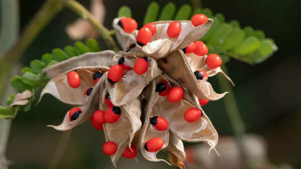 Rosary Pea (Abrus precatorius)
