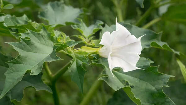 Jimsonweed (Datura stramonium)