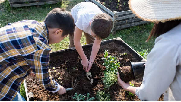 Using apple cider vinegar in garden