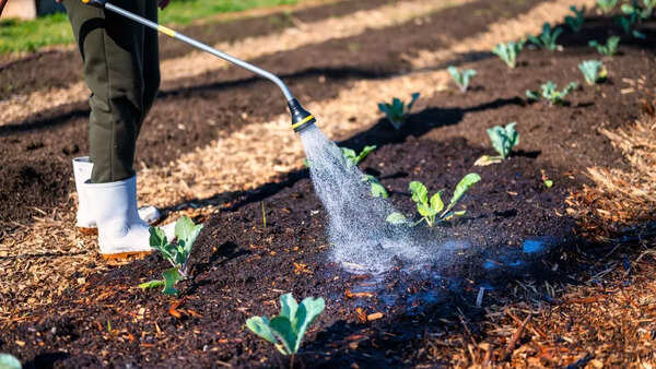 Watering plants