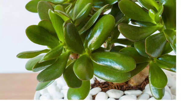 10 Jade plant varieties that bring positive energy and style to your home |  - Times of India