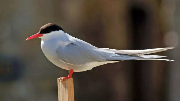 Which Bird Migrates Nonstop the Longest: Stunning Flight Records Revealed