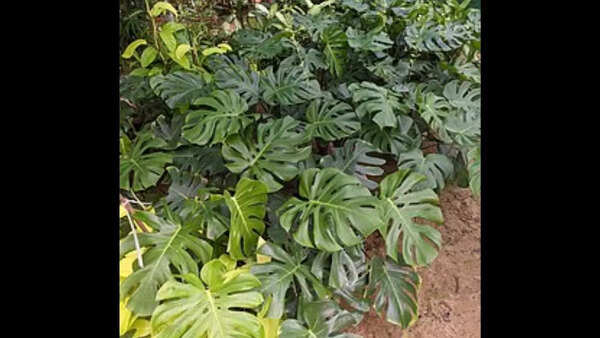 7 rare and expensive houseplants that cost more than renting a house or car  | - Times of India