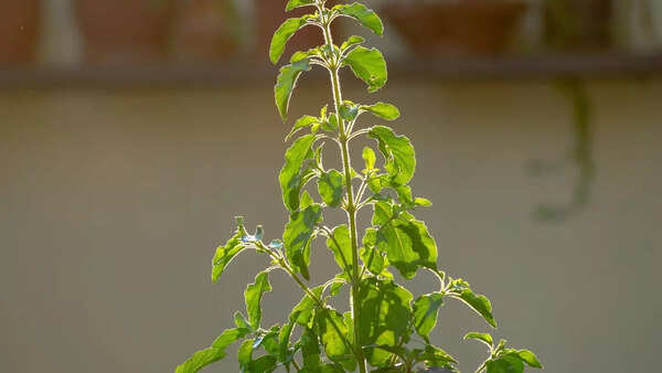 6 indoor plants that naturally stop spiders from entering your home | -  Times of India