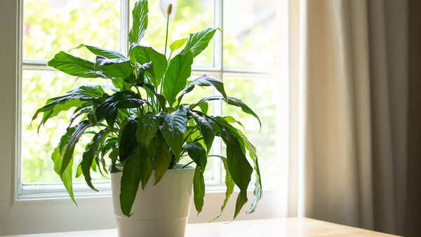 Best and worst plants for asthma: A guide to safer breathing indoors and  outdoors | - The Times of India