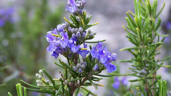 Keep flies away from your home naturally with these 12 plants | - The Times  of India