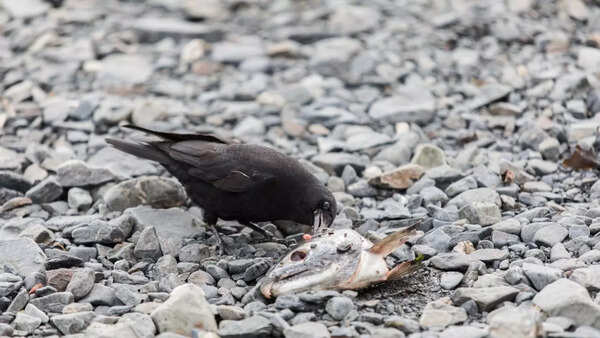 Raven Bird What Do They Eat