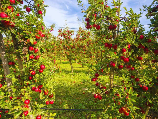 Which state is known as the 'Apple State of India'? | - The Times of India