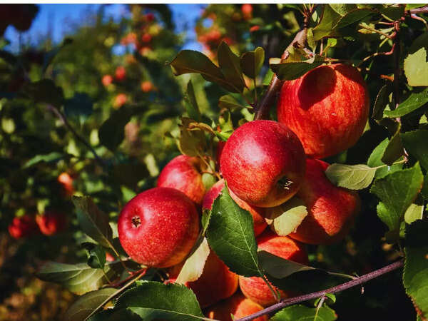 Which state is known as the 'Apple State of India'? | - The Times of India