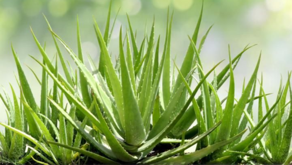 Side effects of Aloe Vera on skin: Who should not use it | - The Times of  India