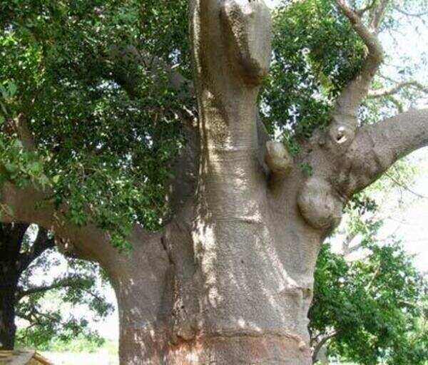 Splendor in stone | India News - Times of India