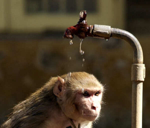 In Pics: Beat the heat - Times of India