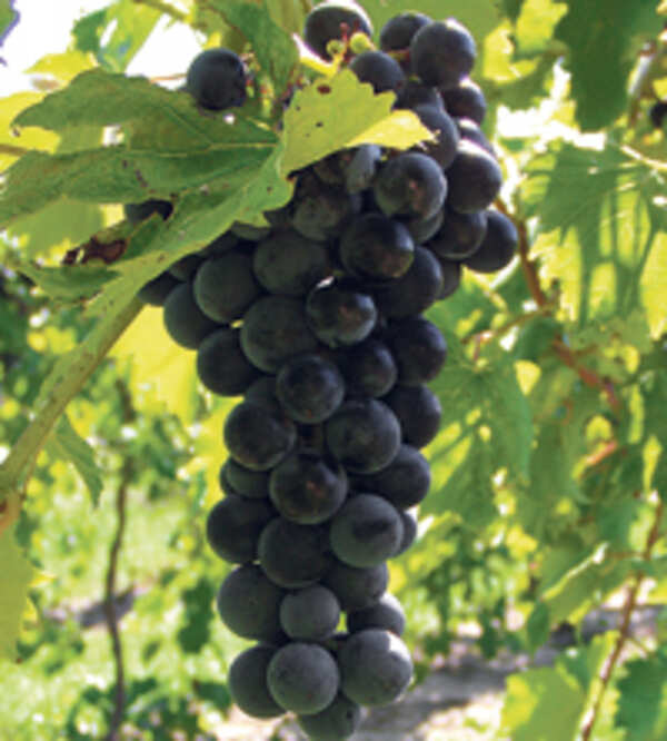 Grape juice for your heart undefined News Times of India