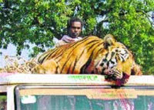 Talodi man-eater shot dead | Nagpur News - Times of India