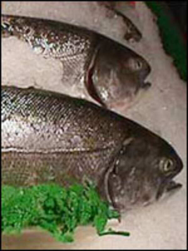 Fish oil can save eyesight Times of India