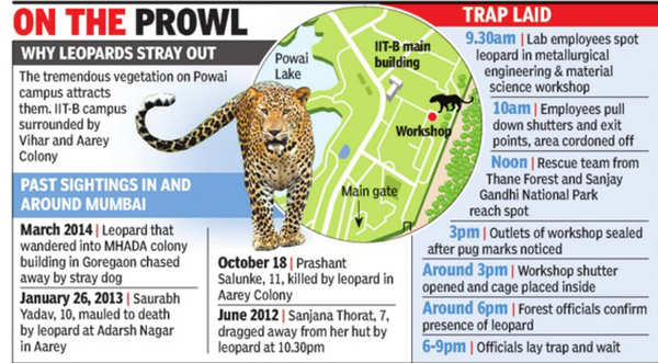 Research at IIT-B workshop stalled after leopard sighting | Mumbai News ...