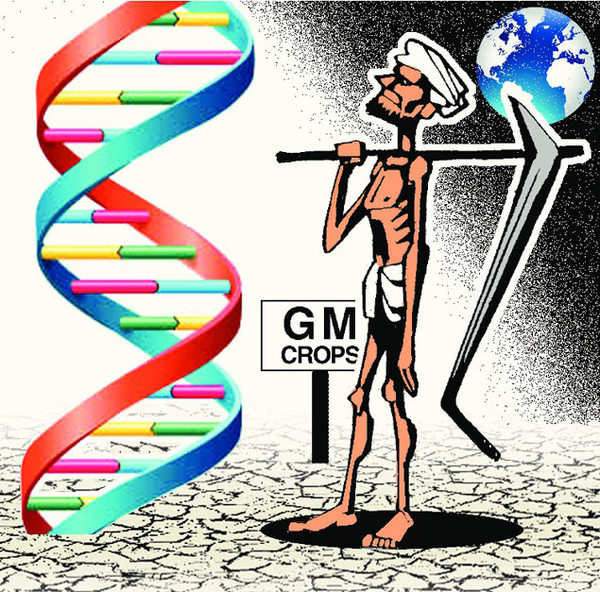 Government Drops Enough Hint To Allow Confined Field Trials Of GM Crops ...