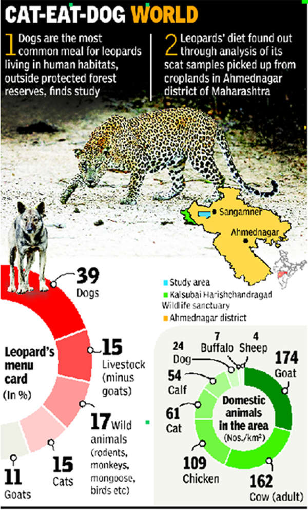 Man’s best friend tops leopards’ menu | India News - Times of India