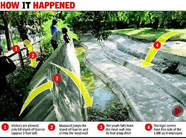 zoo-staff-had-10-minutes-to-rescue-maqsood-delhi-news-times-of-india