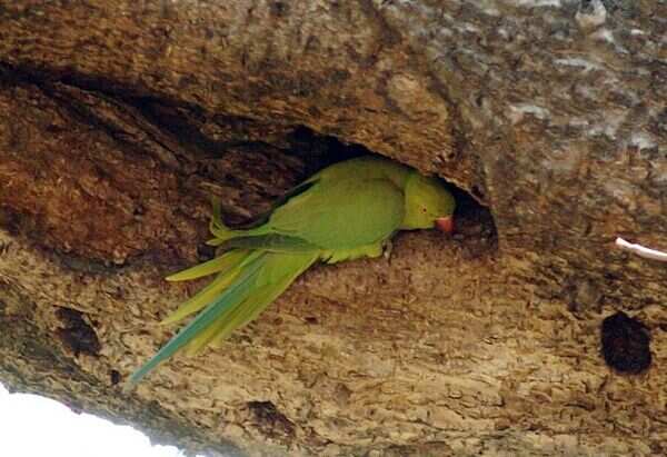 Web crusade to save ‘tree from Mahabharata’ | India News - Times of India