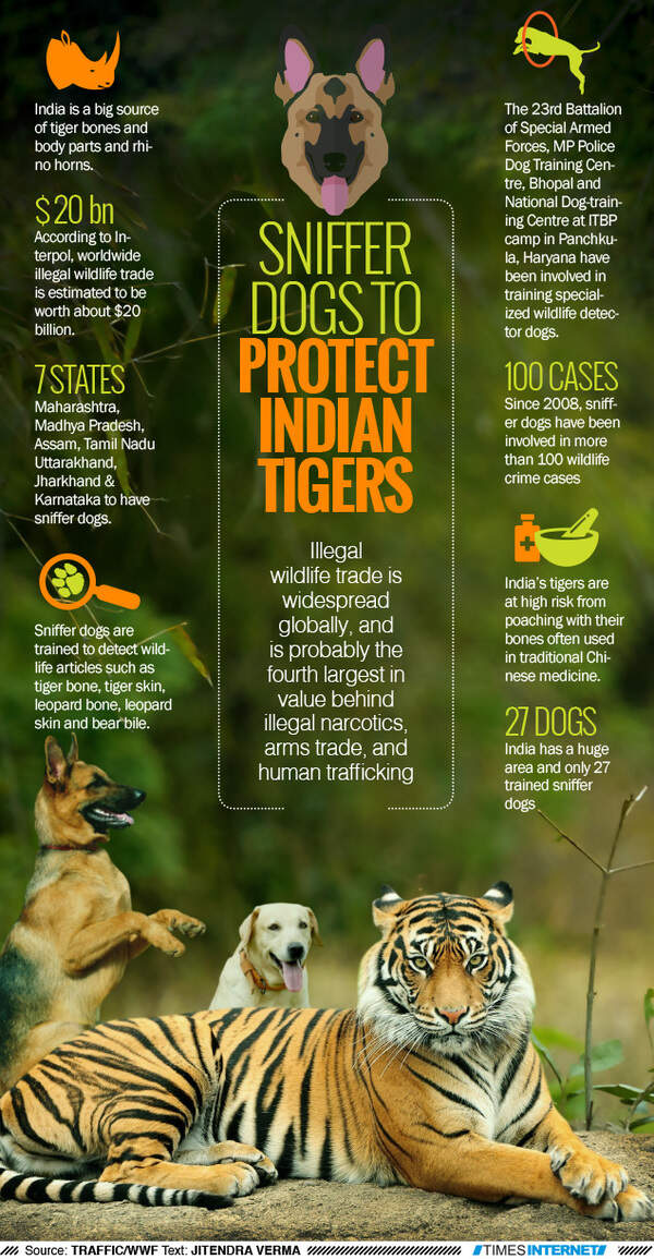 Sniffer dogs to protect Indian tigers Times of India