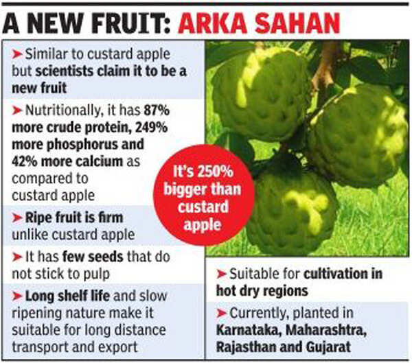 Hybrid custard apple gives export hope India News Times of India