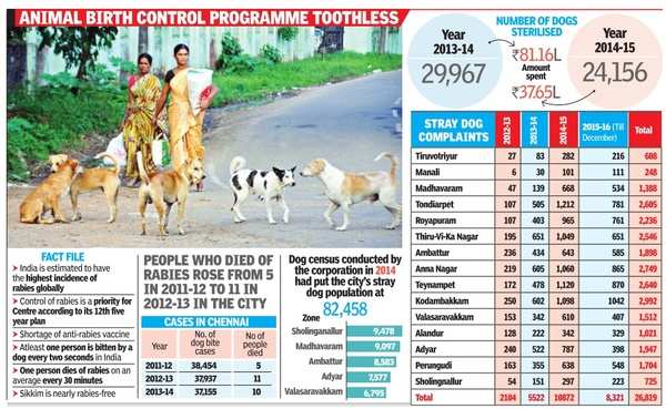 In search of a solution: Snarling truth — Stray dog numbers on the rise |  Chennai News - Times of India