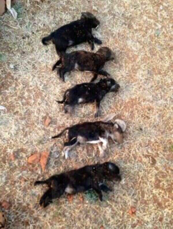 pups