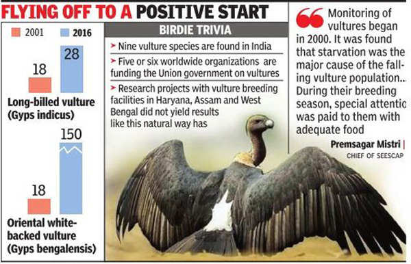 Vulture Numbers On A High After 15 Yrs Of Conservation Efforts Focused ...