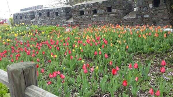 Land of flowers
