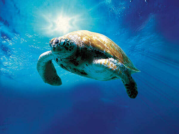 journey_turtle