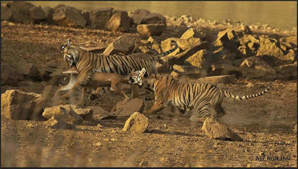 Tiger cubs play fighting. The play fights play a profound role in  eventually developing their hunting skills. Tadoba, Maharashtra. #tiger…