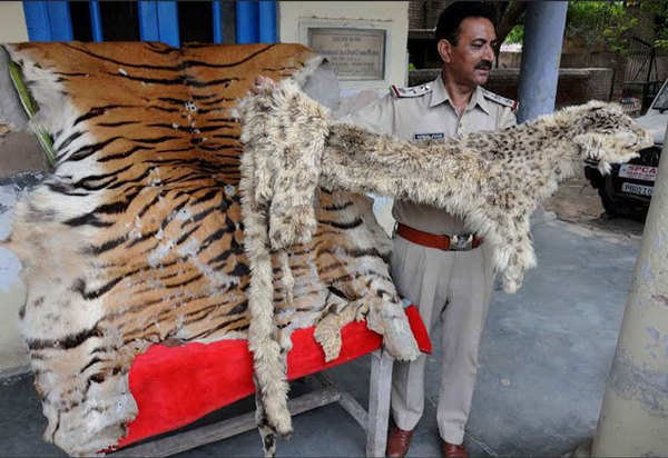 SPC recovers skin of lion, leopard from Amritsar | Amritsar News - Times of  India